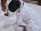 Delmation Dog