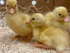 Pet ducks