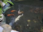 Koi Kaf Fish
