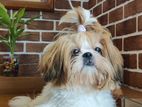 Shih Tzu for Crossing
