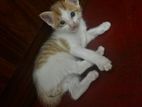 Kittens For Kind Home