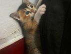 Kittens for Kind Home