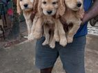 Cocker Spaniel