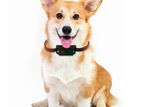 Pet GPS Tracker with Collar (Trackerking) No Monthly Fees