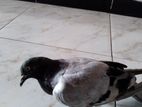 Pigeon for Kind Home