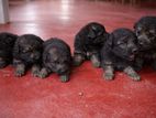 German Shepherd Puppies