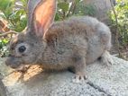 Pet Rabbits