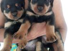 Rottweiler Puppies