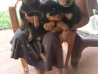 Rottweiler Puppies