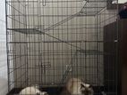 Cat Steel XL Cage