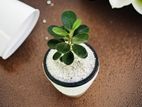 Pethi Nuga Plant in Stylish White Barrel Pot for Chic Table Decor