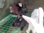 Rabbits