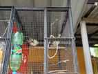 Birds Cage