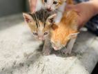 Cats for Kind Home