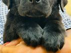 Labrador Puppies