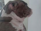 American Bully Puppies