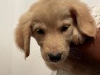 Labrador Puppies