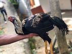 Rooster