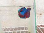 Betta Fish