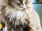 Persian Cat