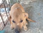 Rhodesian Ridgebacks Puppy for Kind Home