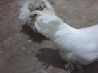 Phantom Hens