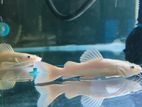 Phantom Red Tail Catfish
