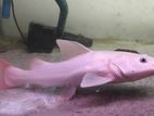 Phantom Redtail Catfish