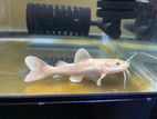 Phantom Red Tailed Catfish