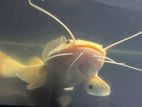 Phantom Red Tail Catfish