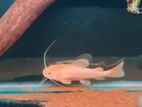 Phantom Red Tail Catfish