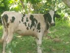 Philitioan Cow