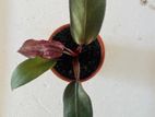 Philodendron Erubescens "black Cardinal"