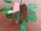 Philodendron pink princess