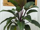 Philodendron Plant