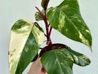 Philodendron Strawberry Shake