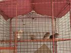 Finches Bird