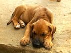 Phodesian Ridgeback Puppies