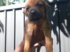 Phodesian Ridgeback