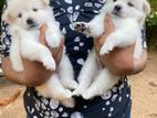 Pomeranian Puppies
