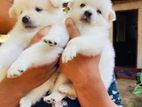 Pomeranian Puppy