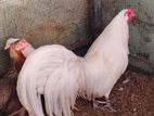 Phonix Pair Rooster