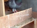 Pigeon