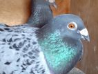 Pigeon