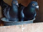 Pigeons
