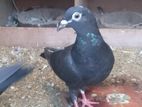 Pigeons