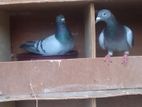 Pigeons