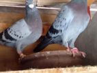 Pigeons