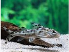 Pictus Catfish