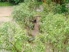 Picus Benjamina Plants (නුග පැළ)